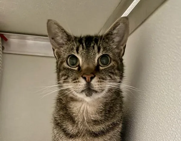 An adult small-sized male Domestic Short Hair cat named Charlie for adoption in San Diego, CA