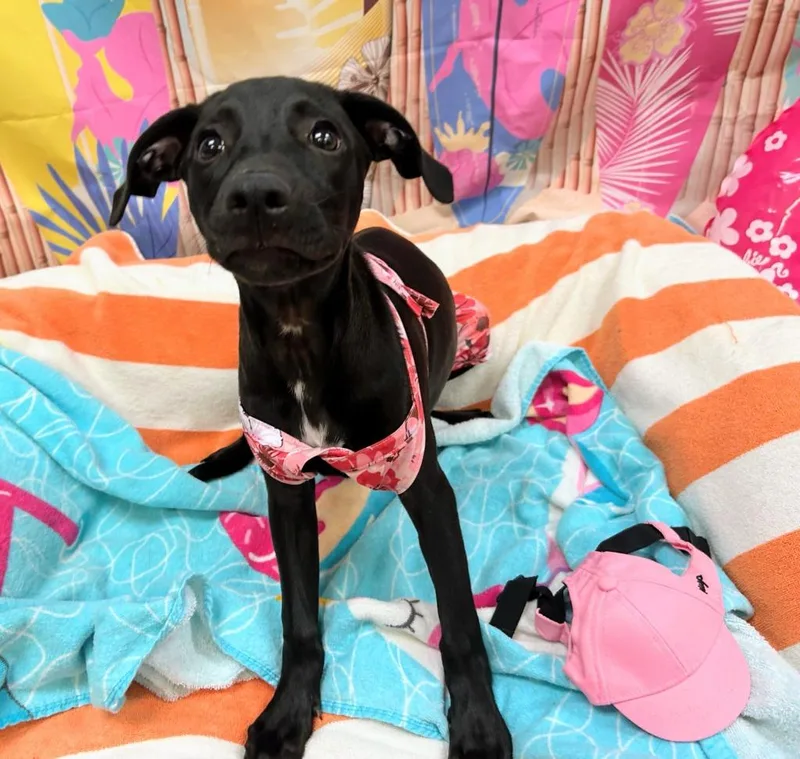A baby small-sized female Labrador Retriever dog named Ham for adoption in Bryant, AR