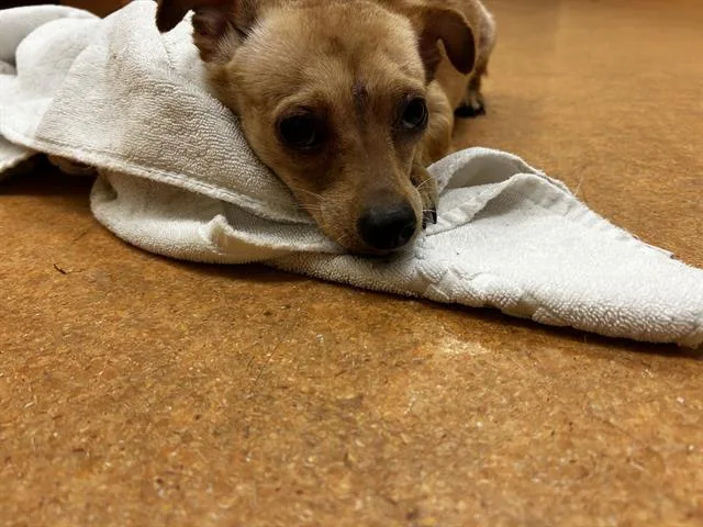 A young small-sized male Chihuahua dog named Ralph for adoption in Martinez, CA