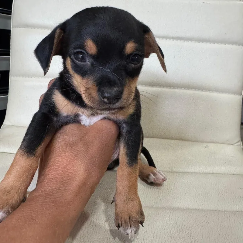 A baby small-sized male Black Chihuahua dog named Chiweenie Darrel for adoption in North Port, FL
