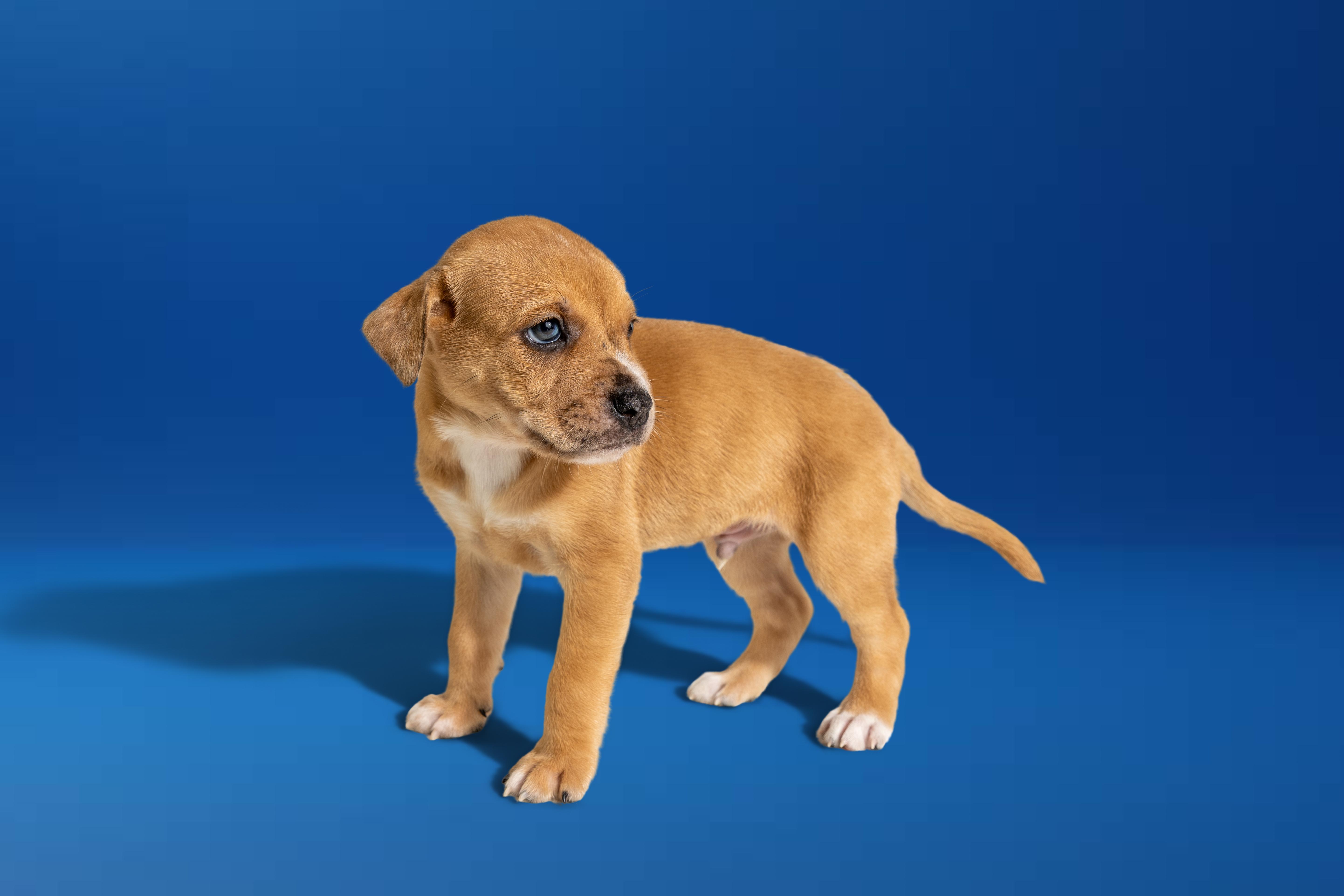 A baby large-sized male Golden Boxer dog named Landon for adoption in Simsbury, CT