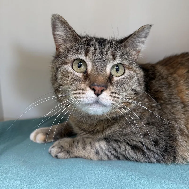 An adult small-sized female Torbie Domestic Short Hair cat named Aoili for adoption in Cody, WY