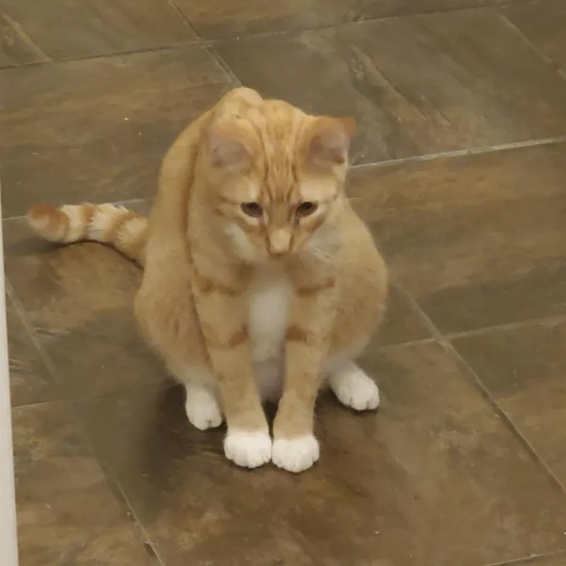 A young medium-sized male Tabby (Orange / Red) Domestic Short Hair cat named Alexander for adoption in Liverpool, TX