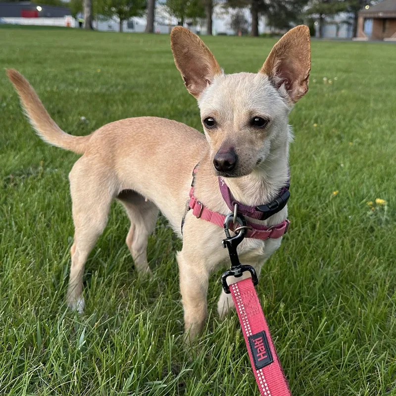 A young small-sized female Chihuahua dog named Zoie for adoption in Hartland, WI