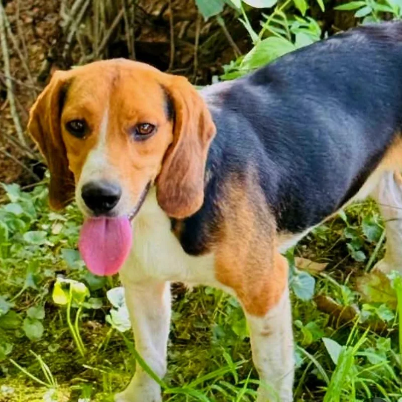 A young small-sized male Beagle dog named Biscuit for adoption in Rogersville, MO