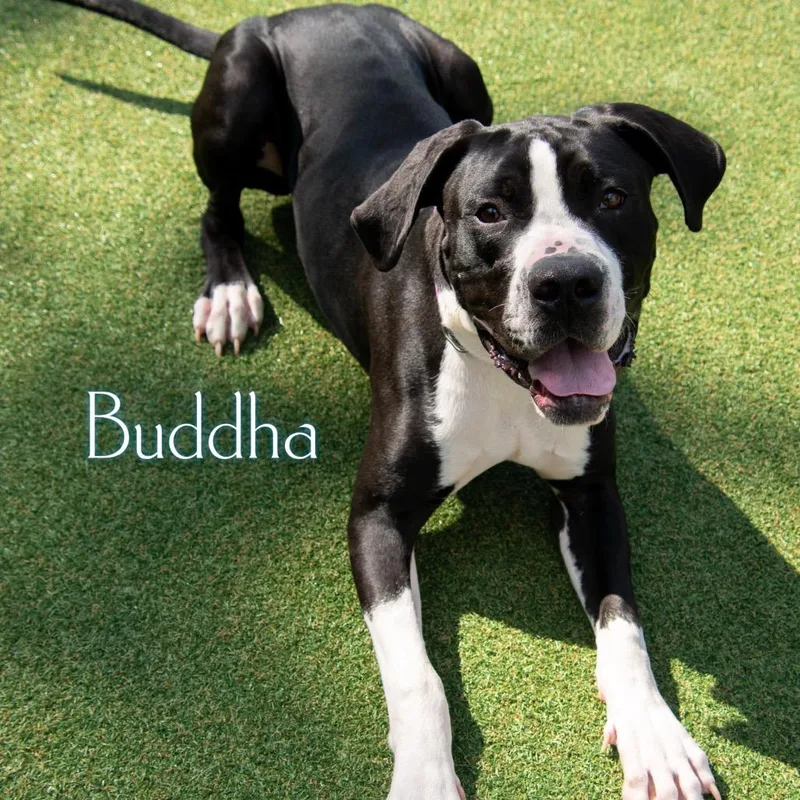 Buddha thumbnail 4