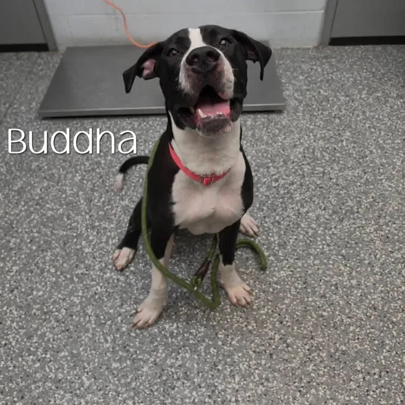 Buddha thumbnail 6