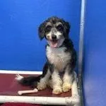 A young small-sized female Black Poodle dog named Coco for adoption in Elyria, OH