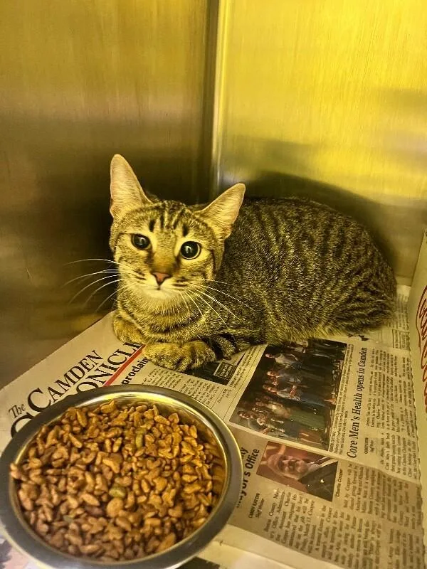 An adult medium-sized female Tabby (Brown / Chocolate) Domestic Short Hair cat named Elphaba for adoption in Jackson, TN