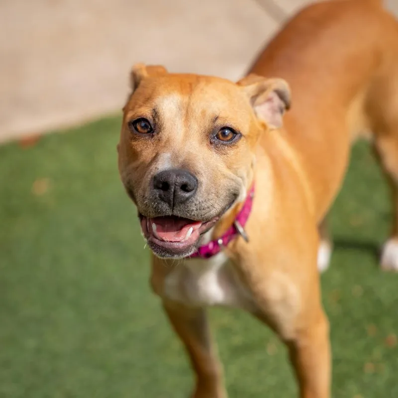 A young medium-sized female Golden Terrier dog named Cinnamon for adoption in Gainesville, GA