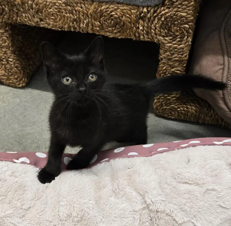 A baby medium-sized female Black Domestic Short Hair cat named Taffy for adoption in New Rochelle, NY