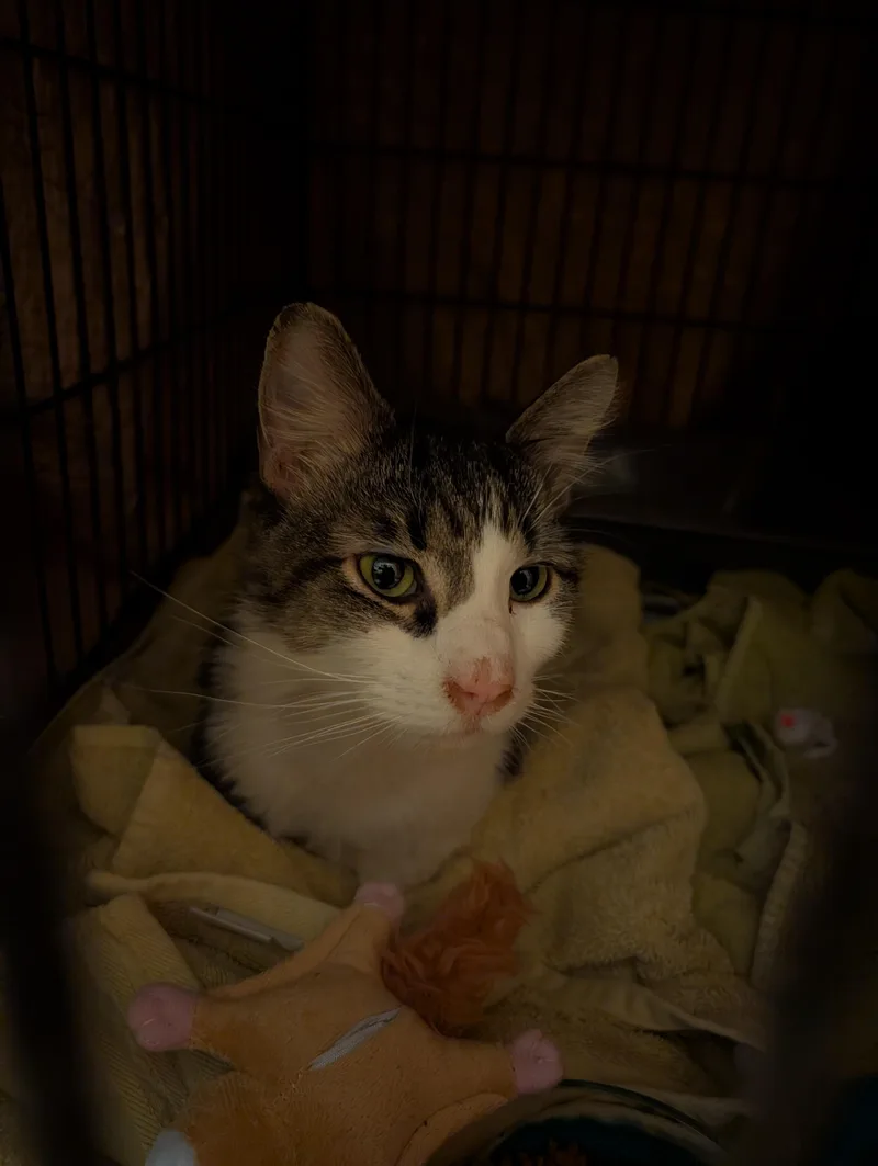 Cookie Monster thumbnail 3