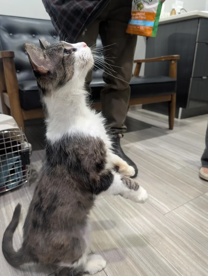 Cookie Monster thumbnail 4