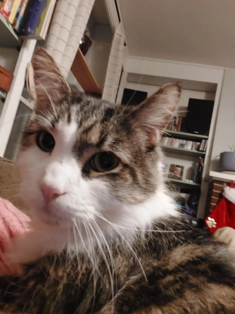 Cookie Monster thumbnail 6