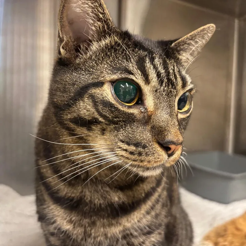A senior large-sized male Brown / Chocolate Domestic Short Hair cat named Rudy for adoption in Austin, TX