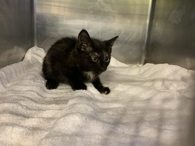 A baby small-sized female Domestic Short Hair cat named Cleo for adoption in Grand Prairie, TX