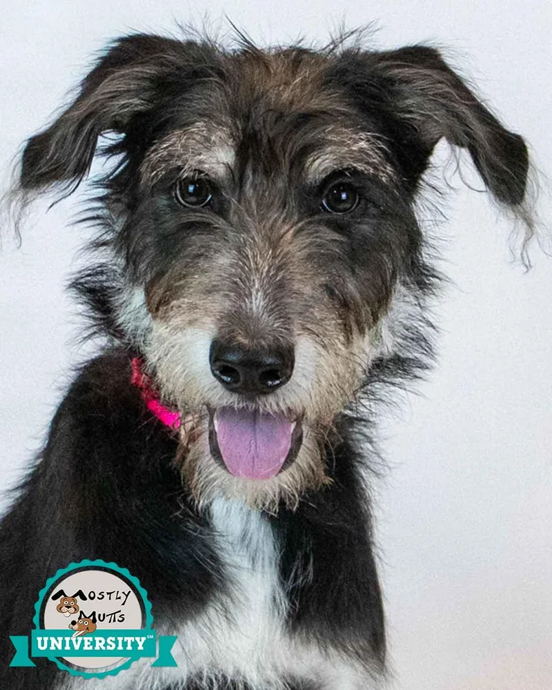 A baby medium-sized female Retriever dog named Shannon for adoption in Kennesaw, GA