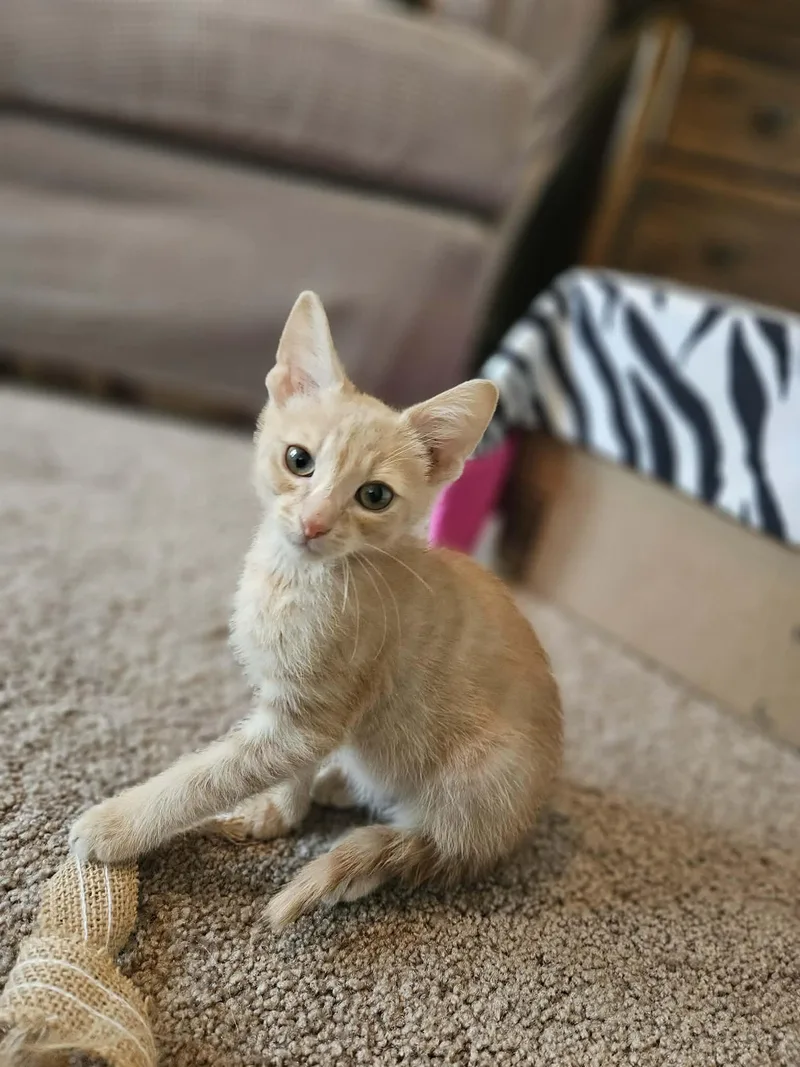 A baby small-sized male Tabby (Orange / Red) Domestic Short Hair cat named Tigger for adoption in Elyria, OH