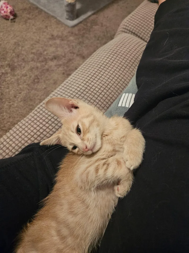 Tigger thumbnail 3