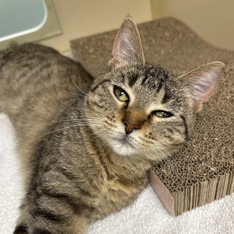 A baby small-sized female Domestic Short Hair cat named Ditto for adoption in Naperville, IL