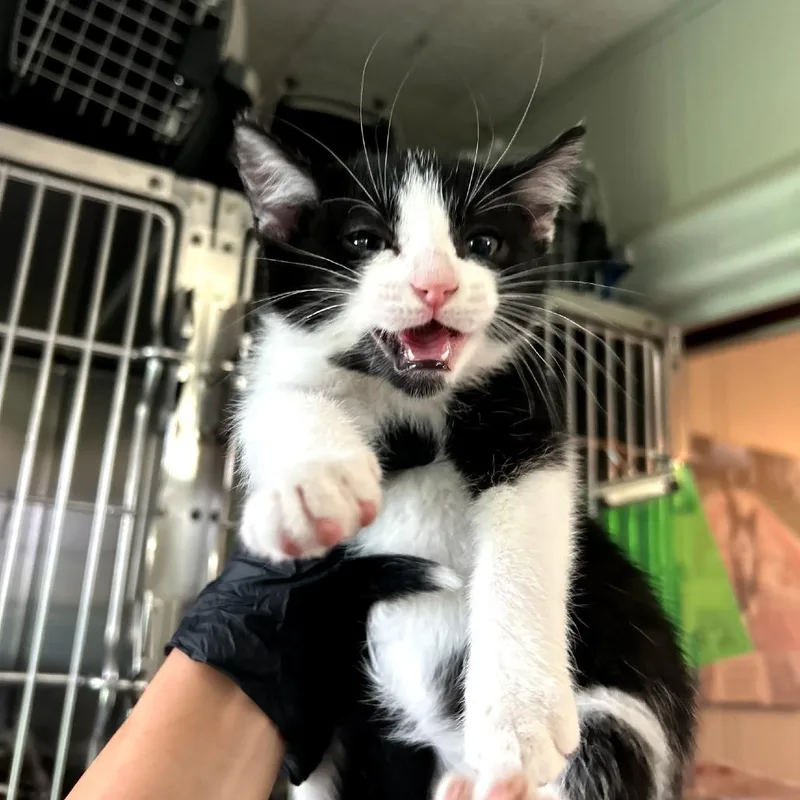 A baby small-sized male Black Domestic Short Hair cat named Kowalski for adoption in Troy, IL
