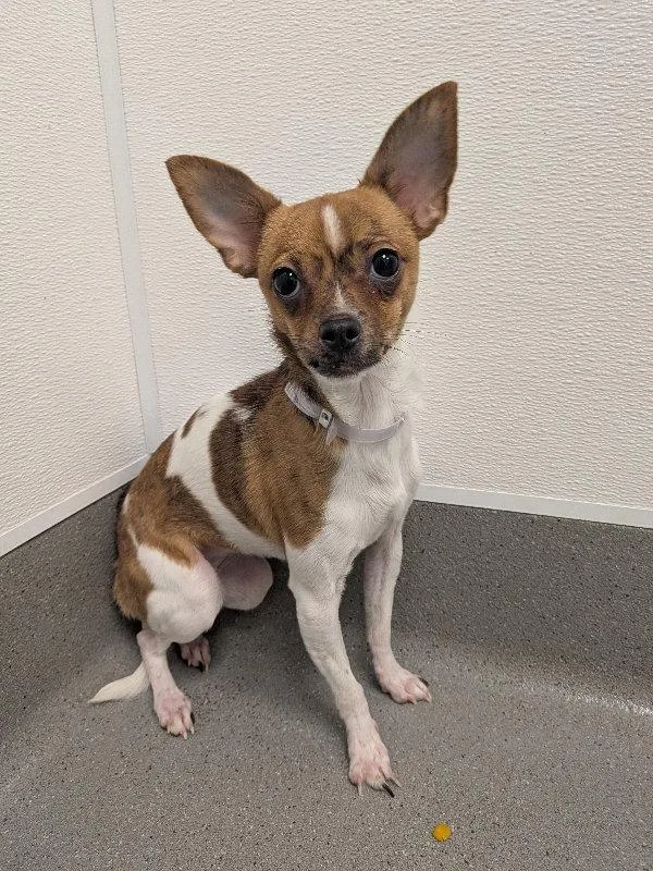 A young small-sized female Chihuahua dog named Evie for adoption in San Francisco, CA