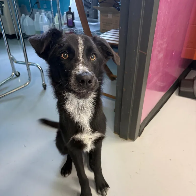 A young medium-sized male Black Mixed Breed dog named Justice for adoption in Ponca City, OK