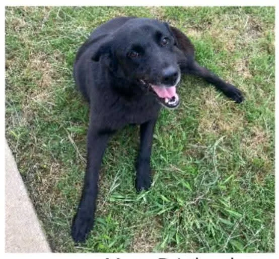 A young medium-sized male Black Labrador Retriever dog named Dj for adoption in Denison, TX