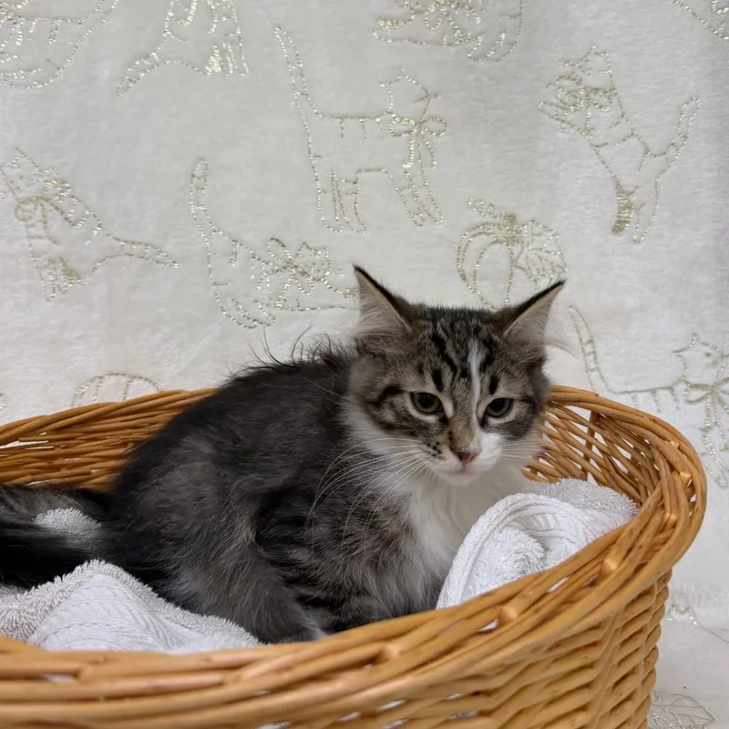 A baby small-sized female Brown / Chocolate Domestic Medium Hair cat named Cherry for adoption in Deerfield, IL