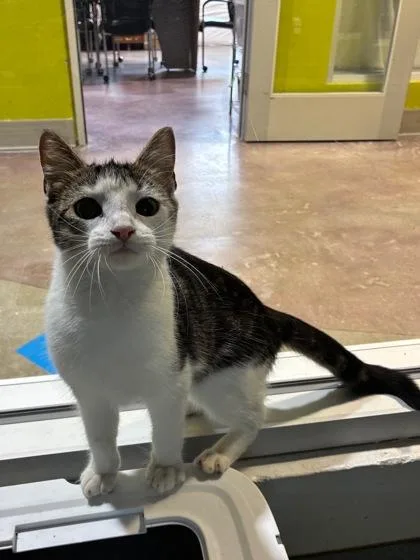 An adult medium-sized female Domestic Short Hair cat named Bingo for adoption in New Orleans, LA