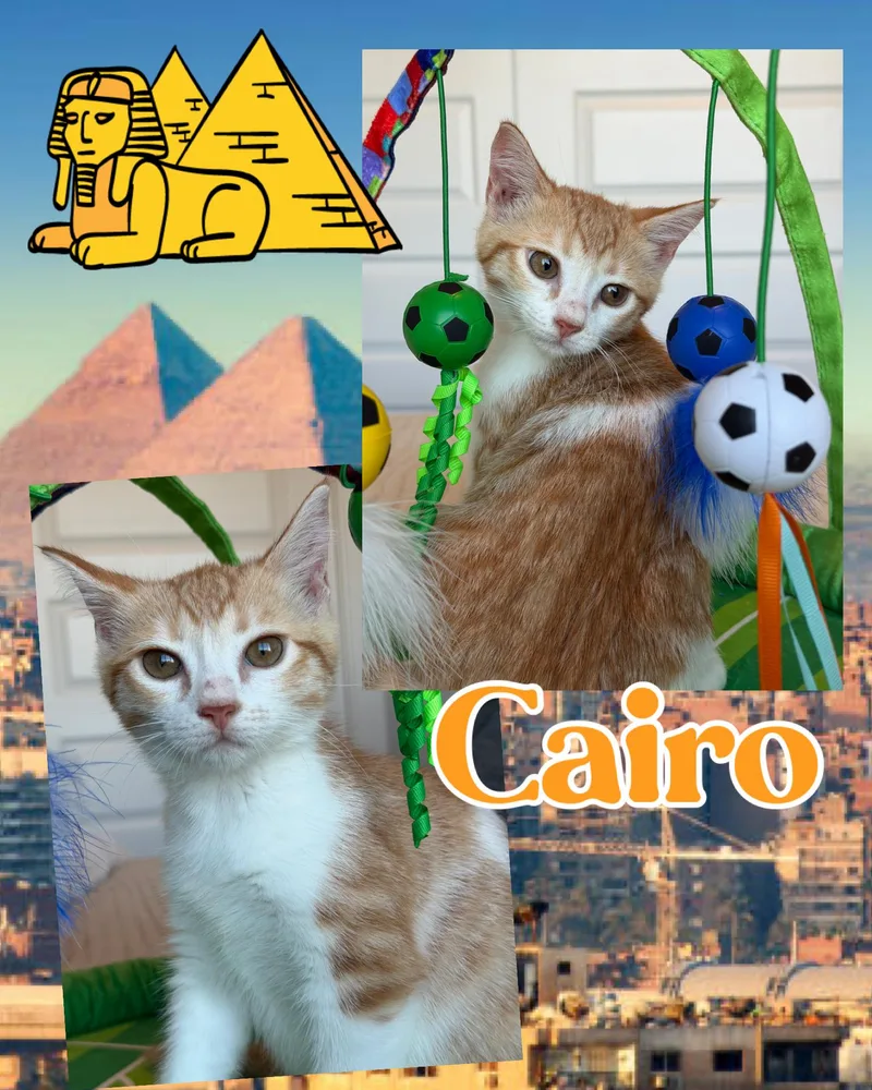 A baby medium-sized male Tabby (Orange / Red) Tabby cat named Cairo for adoption in Pasco, WA