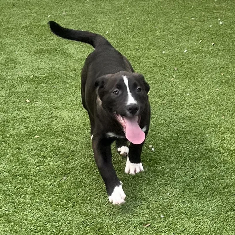 A baby small-sized male Black Labrador Retriever dog named Cayce for adoption in Bedford, NH