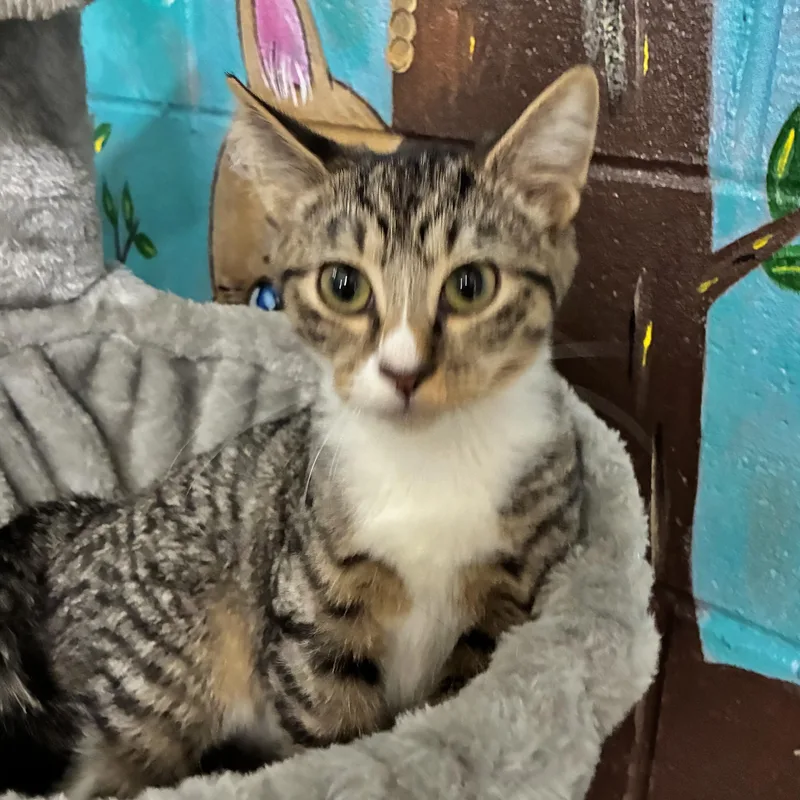 A baby medium-sized male Tabby (Gray / Blue / Silver) Tabby cat named May for adoption in Emporia, VA