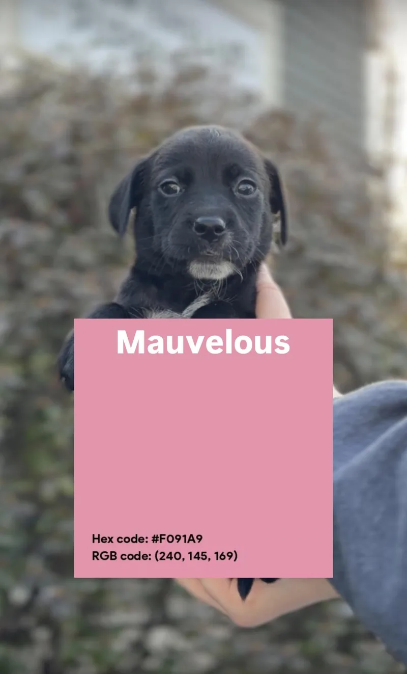 Mauvelous
