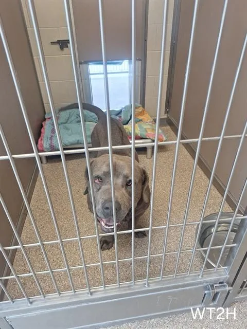 An adult large-sized male Staffordshire Bull Terrier dog named Tupac for adoption in Albuquerque, NM