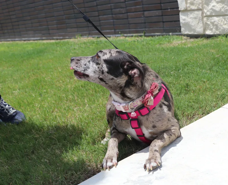 Cleo "willow" thumbnail 2