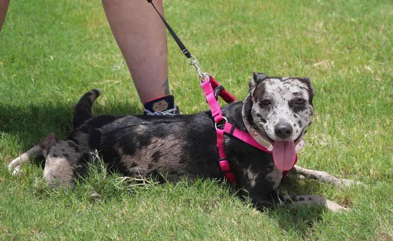 Cleo "willow" thumbnail 3