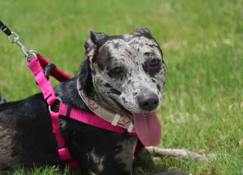 Cleo "willow" thumbnail 4