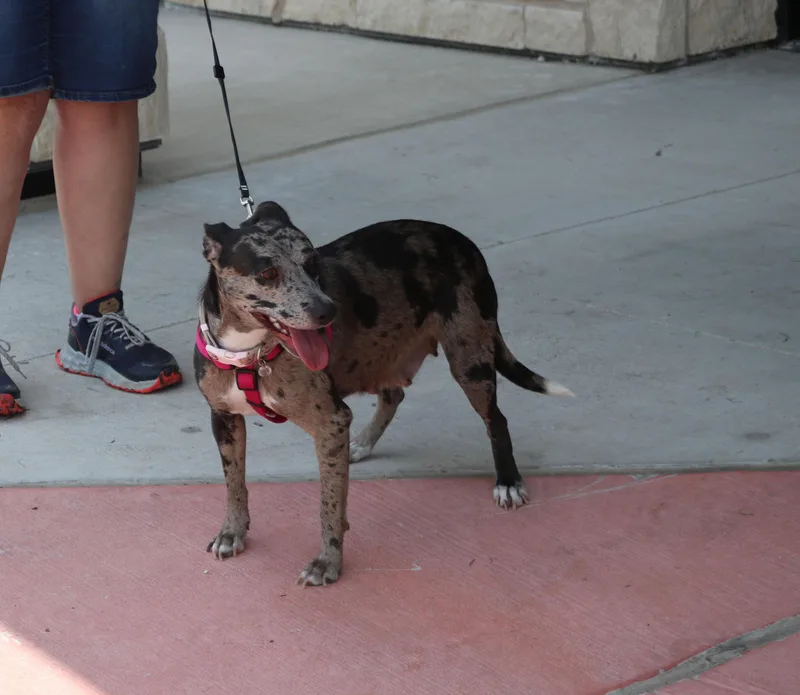 Cleo "willow" thumbnail 5