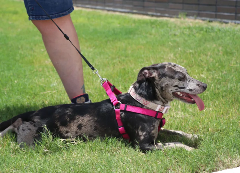 Cleo "willow" thumbnail 6