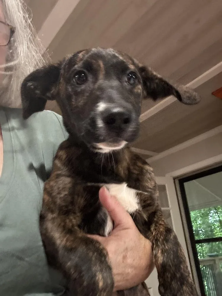 A baby medium-sized female Brindle Plott Hound dog named Valleys Landforms Litter for adoption in Ellijay, GA