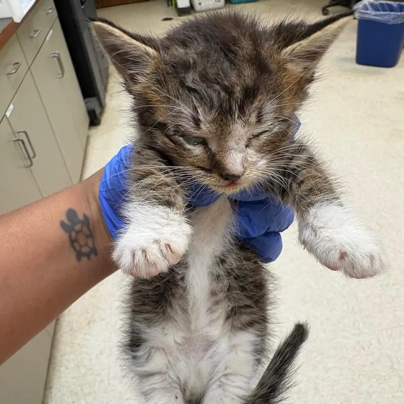 A baby small-sized male Gray / Blue / Silver Domestic Short Hair cat named StrayTimberlaneDrive for adoption in Columbus, GA