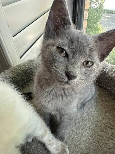 A baby medium-sized female Gray / Blue / Silver American Shorthair cat named Milly for adoption in Richardson, TX