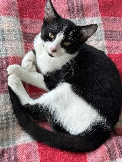 A baby small-sized female Domestic Short Hair cat named Sneasel for adoption in Winona, MN