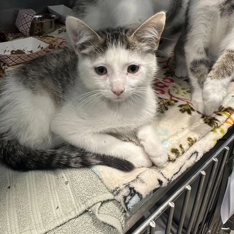 A baby small-sized male White Domestic Short Hair cat named Triton for adoption in Matteson, IL