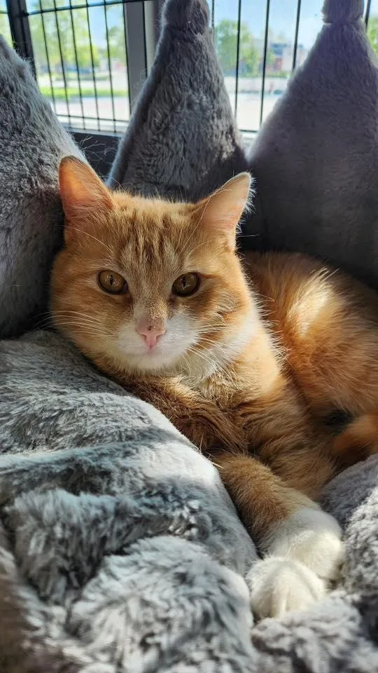 A young medium-sized male Tabby (Orange / Red) Domestic Short Hair cat named Abbot for adoption in Cleveland, OH