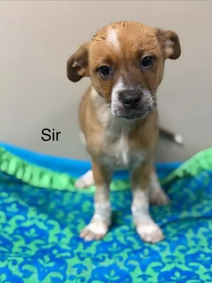 A baby medium-sized male Cattle Dog dog named Sir for adoption in Morton Grove, IL