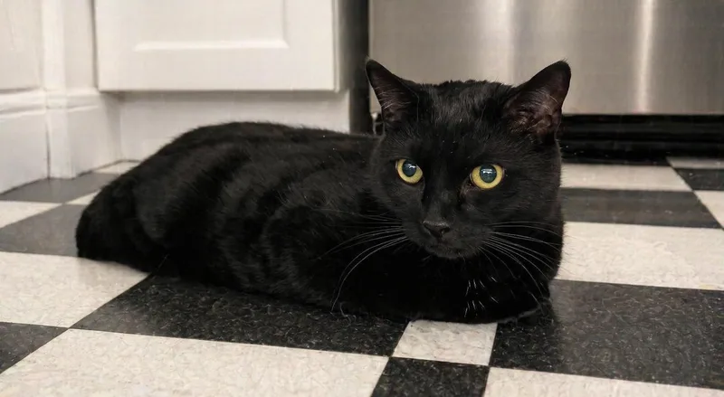 A young medium-sized male Black Domestic Short Hair cat named Schwartz for adoption in Spring Brook, NY