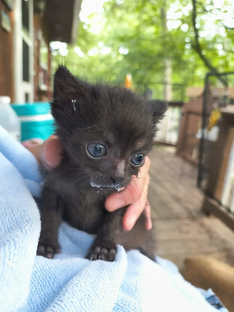 A baby small-sized male Black Domestic Short Hair cat named Midknight for adoption in Stover, MO