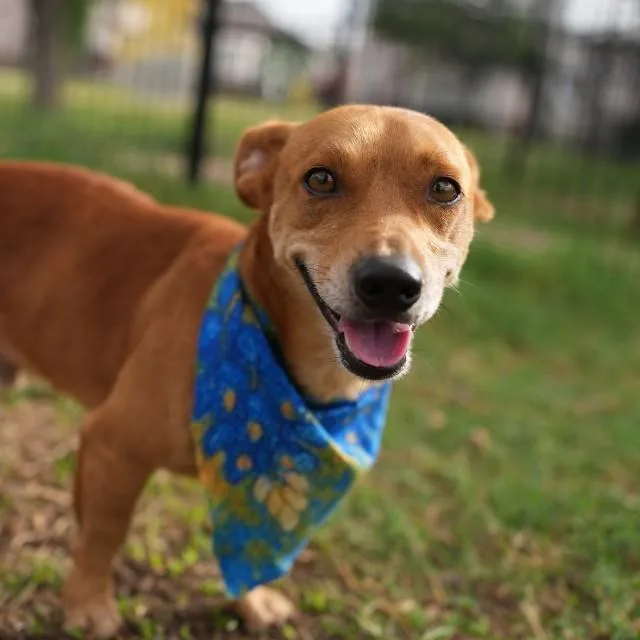 An adult small-sized male Chihuahua dog named Harlow for adoption in San Antonio, TX